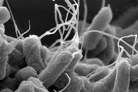 E-coli_(Escherichia_coli)