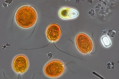 Microorganisms_from_the_hypersaline_Lake_Tyrrell