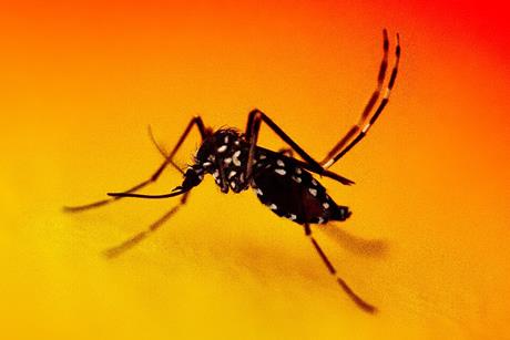 Aedes_Mosquito_-_53936523979