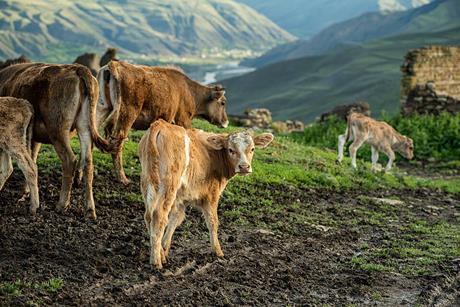 Cattle_going_through_the_villlage_in_the_evening_2