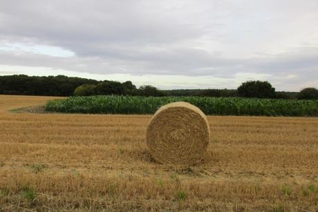 Stubble,_straw_bale_and_maize_-_geograph.org.uk_-_5500915