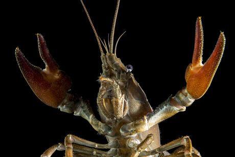 Crayfish_(36236712424)