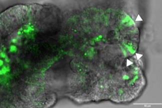 Low-Res_LGR5 comparision PIC-Inv and BME