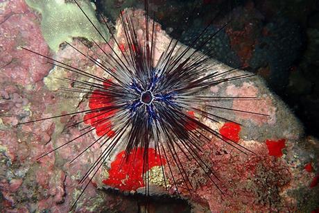 Diadema_africanum_São_Tomé