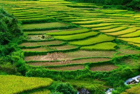 pexels-thanh-peter-1640832-15826914