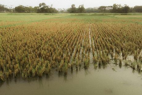 pexels-mdadilahnaf-23471105