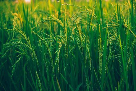 pexels-ashutoshsonwani-1509607