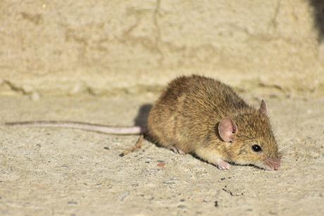 Mus_musculus_2254
