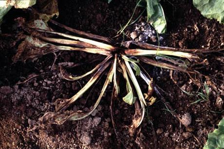 Sugarbeet_root_rot_advanced