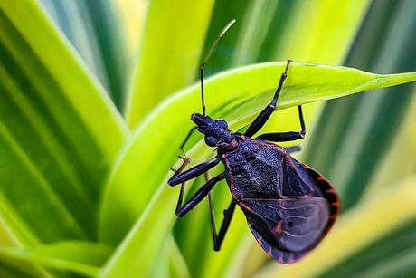 Kissing_Bug