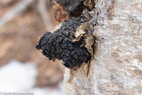 Inonotus_obliquus_(Nova_Scotia,_Canada)