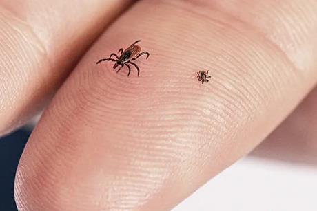 28383-adult-nymph-i-scapularis.webp