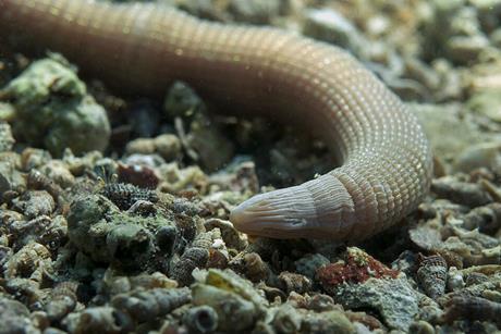 Sipunculus_nudus_DSC_0565