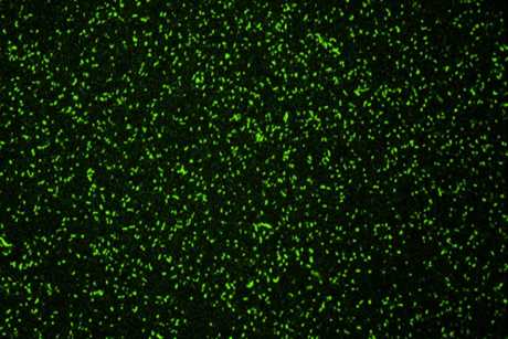 Legionella1