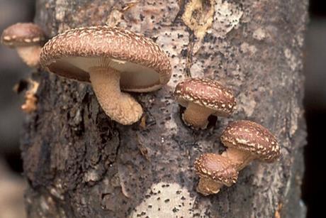 Lentinula_edodes_USDA