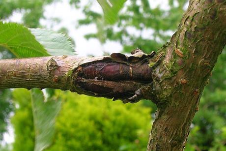 Bacterial canker on Cherry