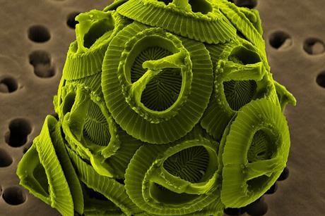 Gephyrocapsa_oceanica_brighter