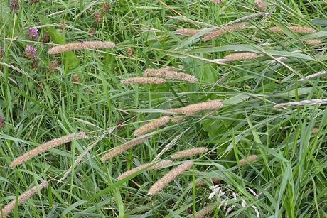 Timothy_Grass_(Phleum_pratense)_-_Oslo,_Norway_2020-08-03