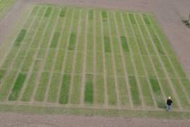 microalgae-trial-2