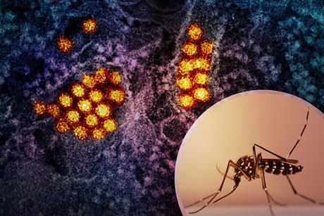 Aedes_Mosquito_and_Dengue_Virus_Particles