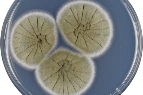 Aspergillus_caespitosus_cya