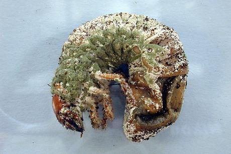 CSIRO_ScienceImage_1253_Greyback_cane_beetle_larva_infected_with_metarhizium (1)
