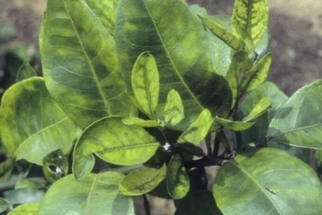 citrus greening