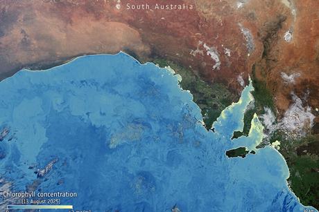 Algae_bloom_chlorophyll_South_Australia_ESA512113