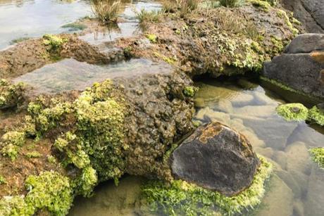 Low-Res_Microbialite pool