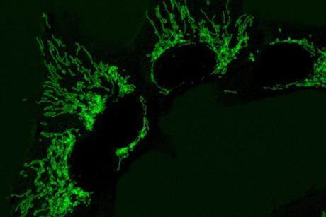 Low-Res_Mitochondria