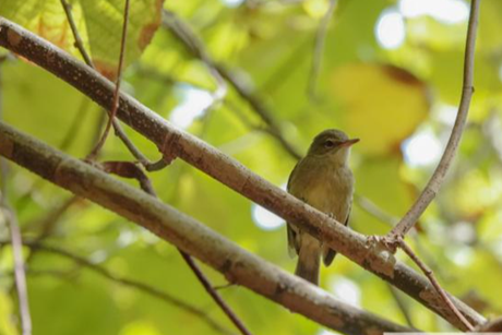 Low-Res_Seychelles warbler_credit Claire Lok Sze Tsui UEA