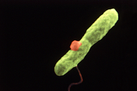Harmannella_entrapping_Legionella