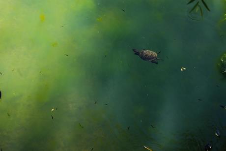 pexels-muhammed-furkan-birogul-622168247-17815261