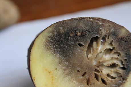 Phytophthora_infestans_5613