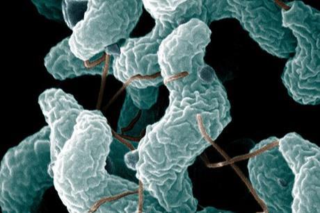 ARS_Campylobacter_jejuni