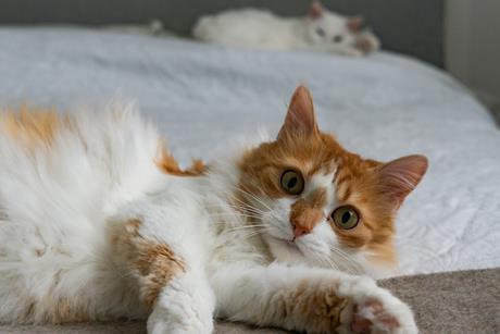 pexels-liisbet-luup-121486327-35620586