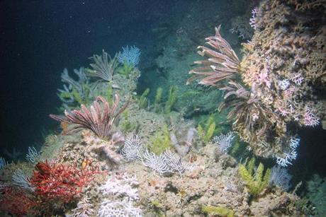 Low-Res_flower-garden-banks-NOAA