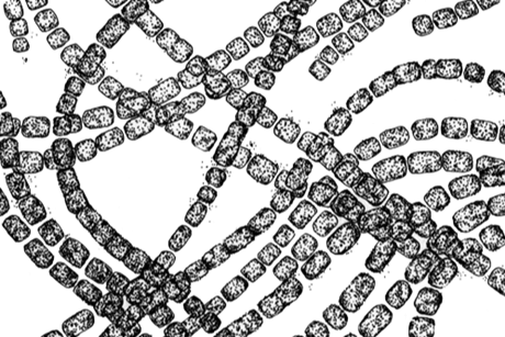 201606_06_cyanobacteria