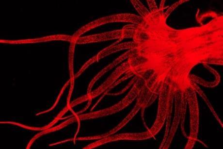 Low-Res_Aiptasia_fluo (1)