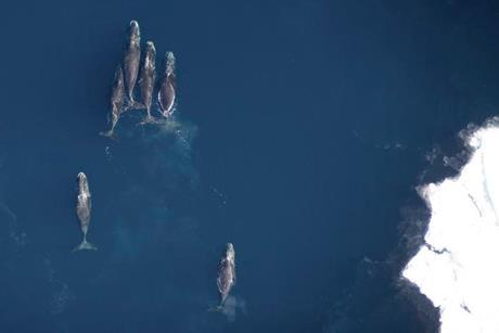 Low-Res_2) Aerial view of 6 whales photo copy