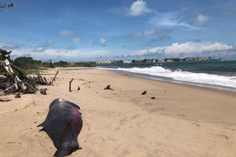 Low-Res_stranded-pygmy-whale-beach