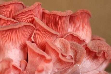 Mushroom_Reference_-65