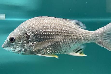 Acanthopagrus_latus_Umitamago