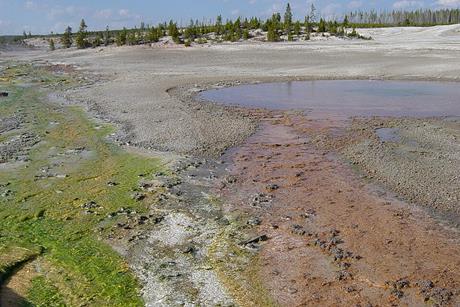 Algae_on_left_bacteria_on_right_at_Norris_Geyser_Basin_in_Yellowstone