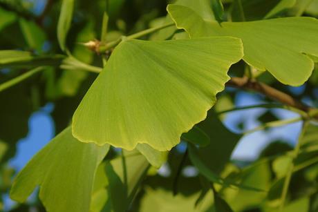 Ginkgo_biloba.004_-_Ponferrada