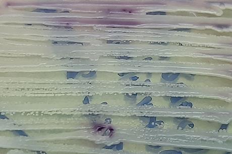 Candida_parapsilosis_ATCC_22019_growth_on_Chromagar