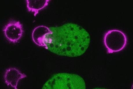 Low-Res_amoebic trogocytosis with T cells