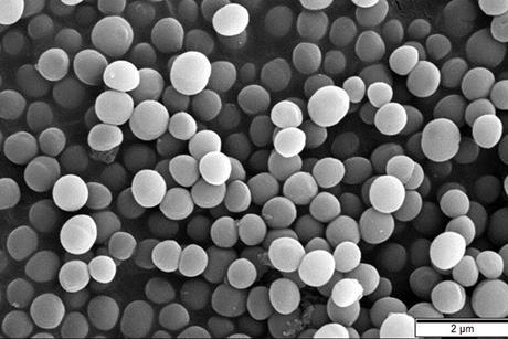 Staphylococcus_aureus_SEM