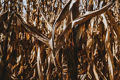 bryan-williams-Gpev3pDtpbY-unsplash