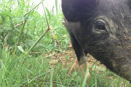 Pig_Farming_in_Nepal